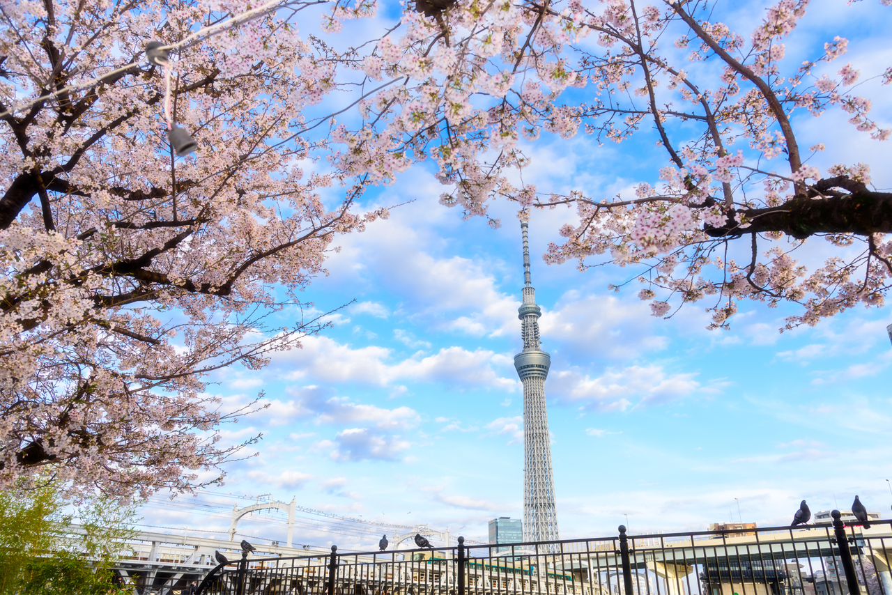 Japan Cherry Blossom Tour: Shirakawago - Tokyo - Mt. Fuji - Matsumoto - Nagoya